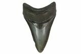 3.84" Fossil Megalodon Tooth - Serrated Blade - #130797-1